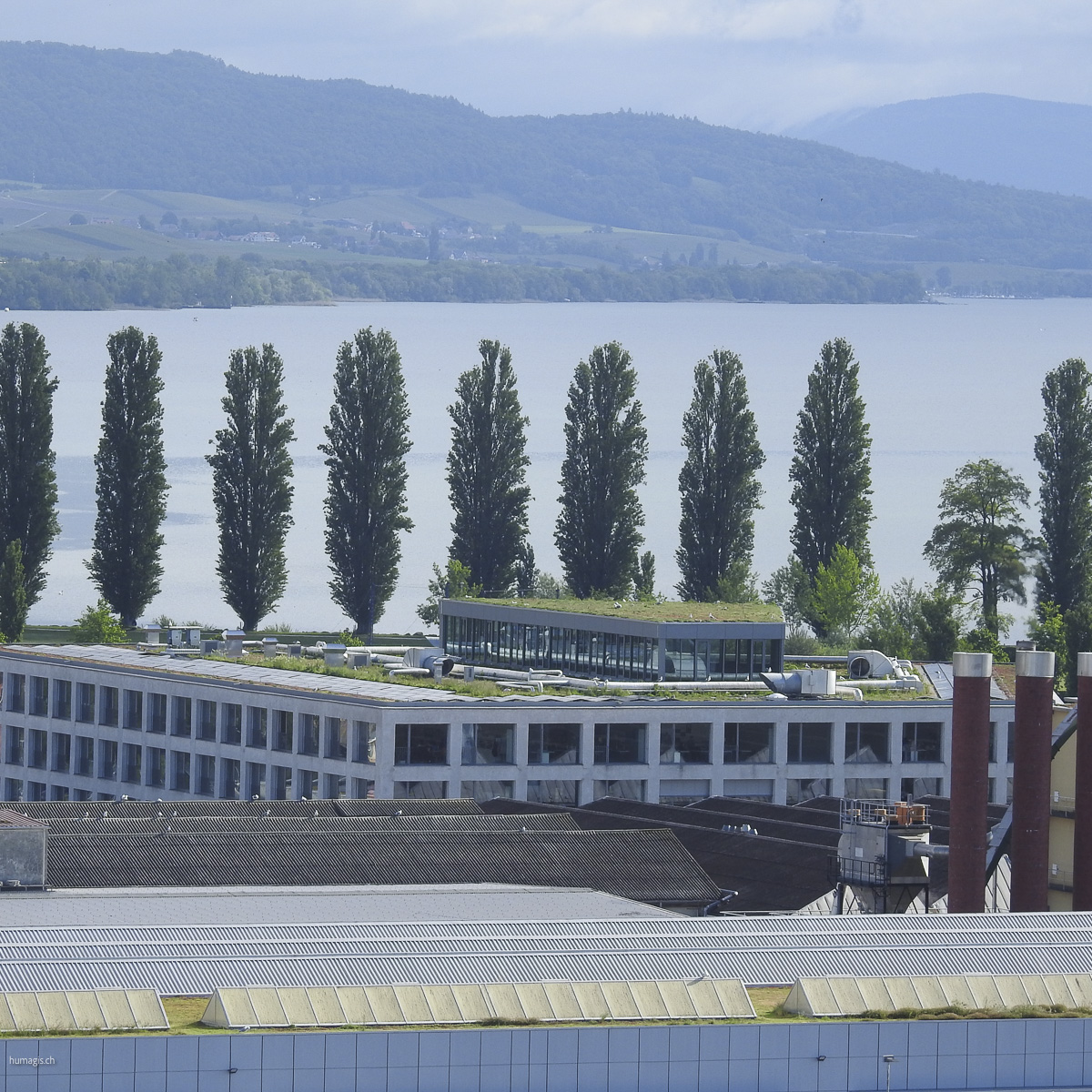 suivi Goélands leucophée à Yverdon